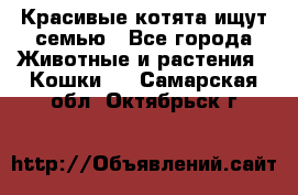 Красивые котята ищут семью - Все города Животные и растения » Кошки   . Самарская обл.,Октябрьск г.